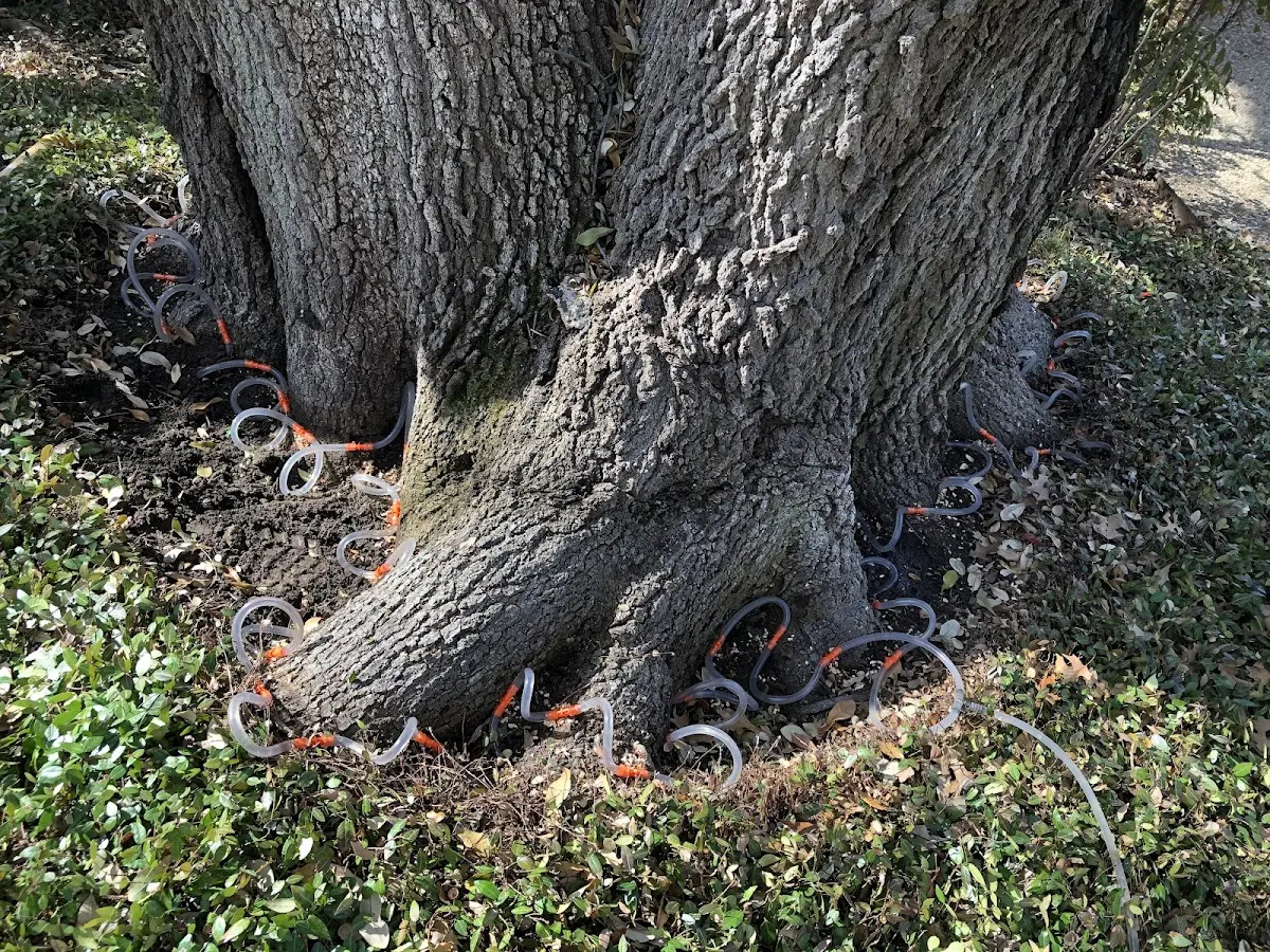 Detailed Tree Cabling and Bracing job site in Vernon Rockville