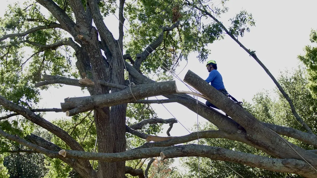 Professional Crown Thinning performed by certified arborists in Vernon Rockville