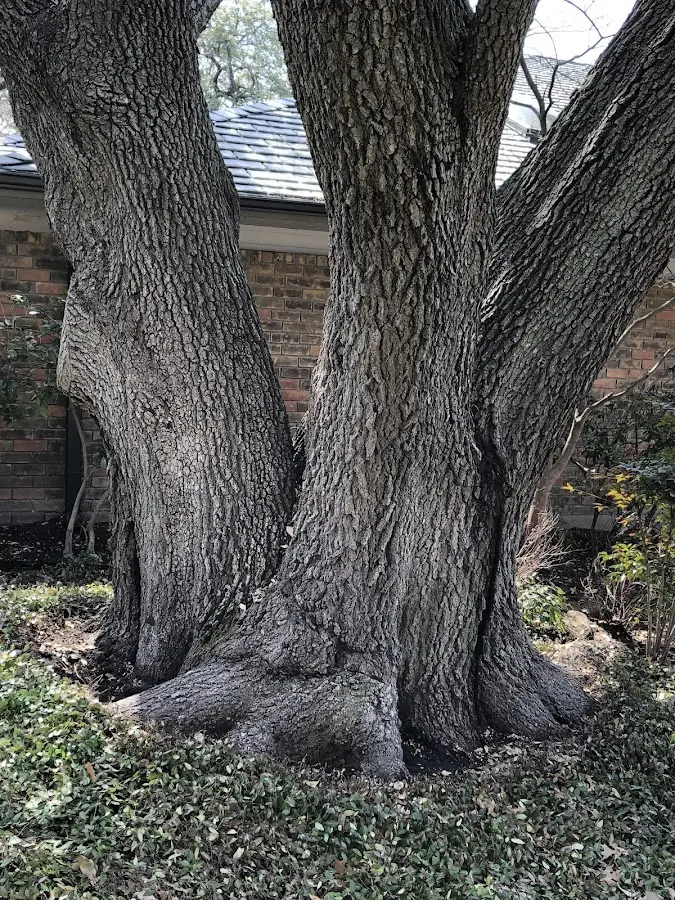 Mature heritage tree close to a Vernon Rockville property cared for by certified arborists